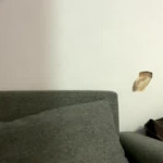 Cam Babe chiekodavanzo